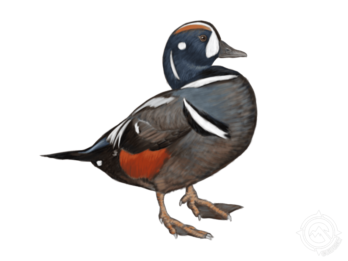 Harlequin Duck