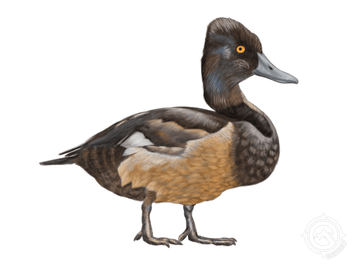 Ring-necked Duck