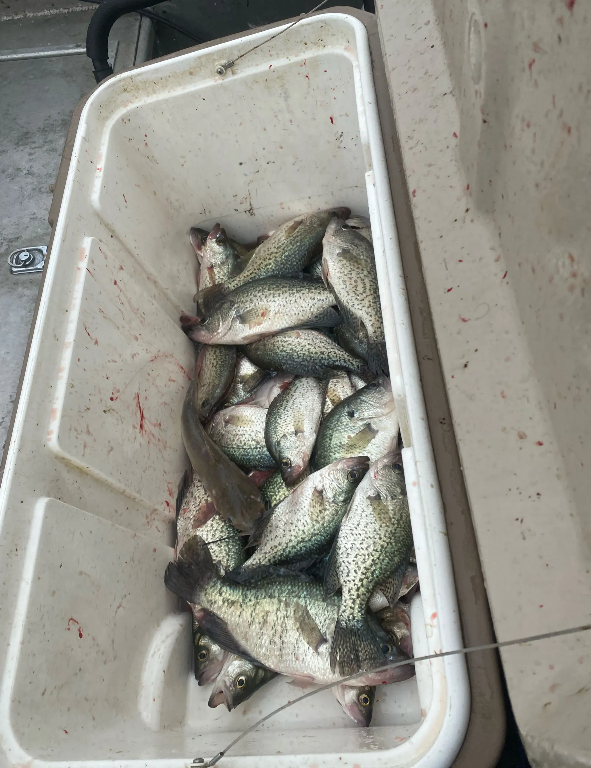 Lake Ray Hubbard Crappie Fishing: Best Seasons & Techniques